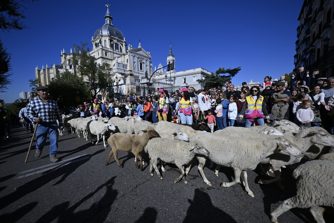 Madrid'in sokakları koyunlara kaldı